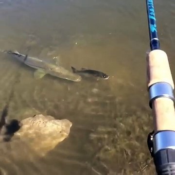 Ce pecheur hallucine en voyant un énorme poisson passer tout pret de lui
