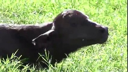 اسد غبي ولكنه وجد ثور أغبى منه