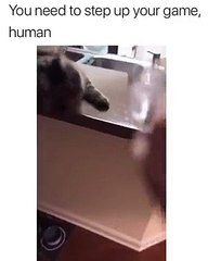 Cat Beat Human In Bottle Flip