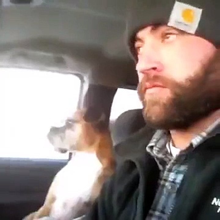 Dog Receiving Brotherly Chest Slap From The Owner