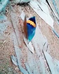 The dead leaf butterfly must be one of the most amazing butterlies in the world ?