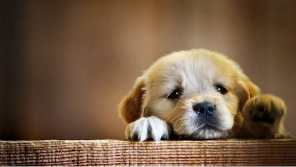 Cutestpuppies| my cute puppy lovely moments