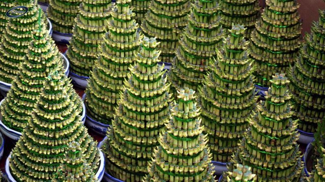 Best Indoor Plants II कमरे में नहीं आती है धूप तो लगायें ये पौधे II Shade Loving Plants II These Plants Easily Grows without direct Sunlight II Best Plants For Bed Room II Plants for Home II Plants That Grows without Sunlight II