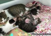 Rescued Mama Cat Hangs Out With Her Adorable Baby Kittens
