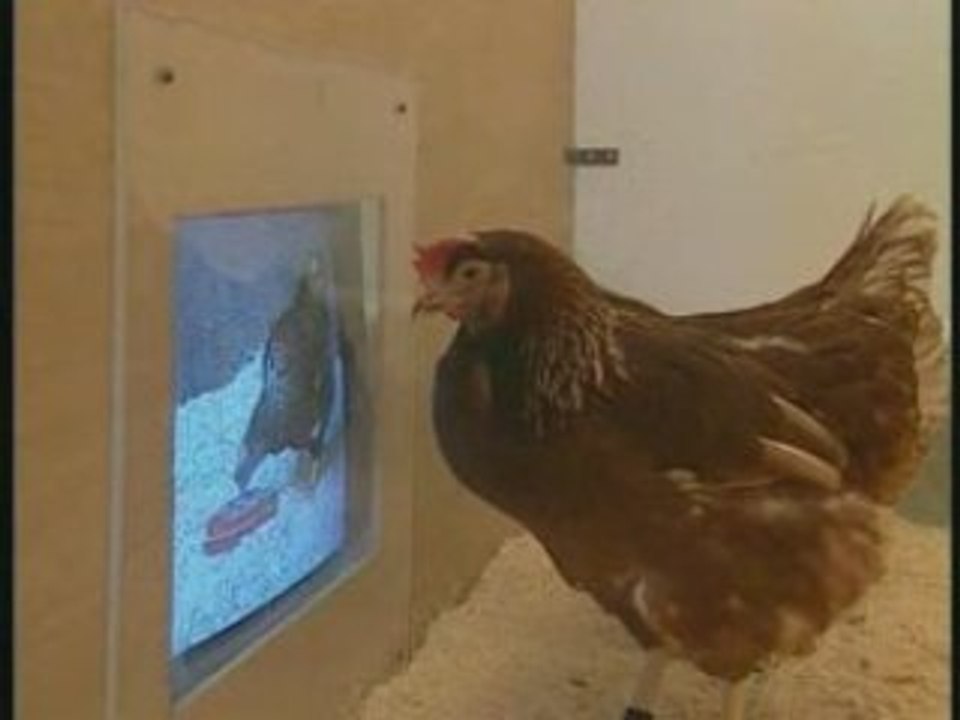 Stimulus-poules-tv