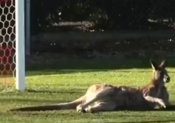 Real-Life 'Socceroo' Disrupts Canberra Match