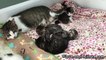 Rescued Mama Cat Hangs Out With Her Adorable Baby Kittens