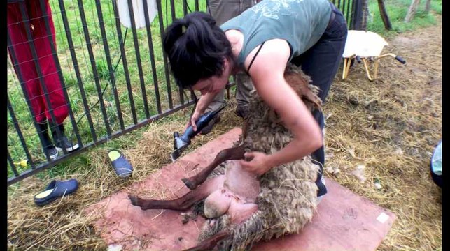 Teaser Revenons à nos moutons A Gesves, un groupe de citoyens veut revaloriser la laine locale - INSPIRE