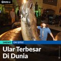 #1MENIT | Ular Terbesar Di Dunia