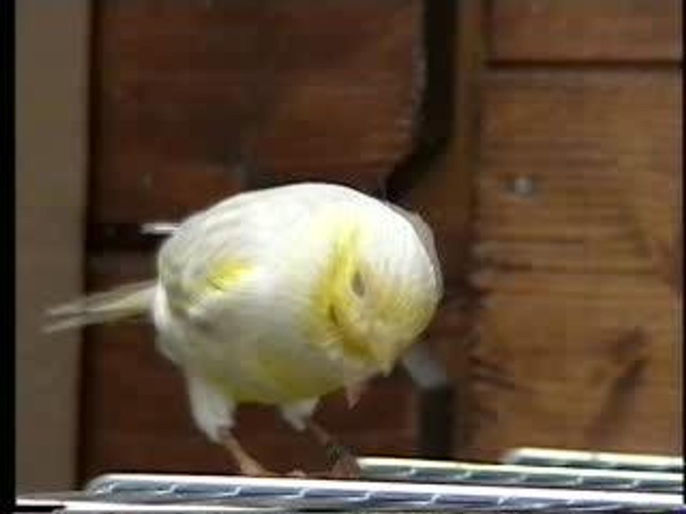 le canari