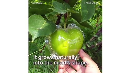 Grow Fruit Into Fun Shapes