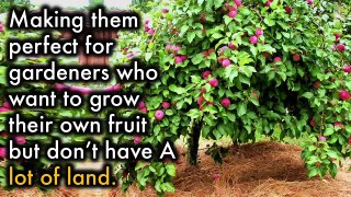 Your Fruit Trees Will Produce 10 times More Fruits if You Do This