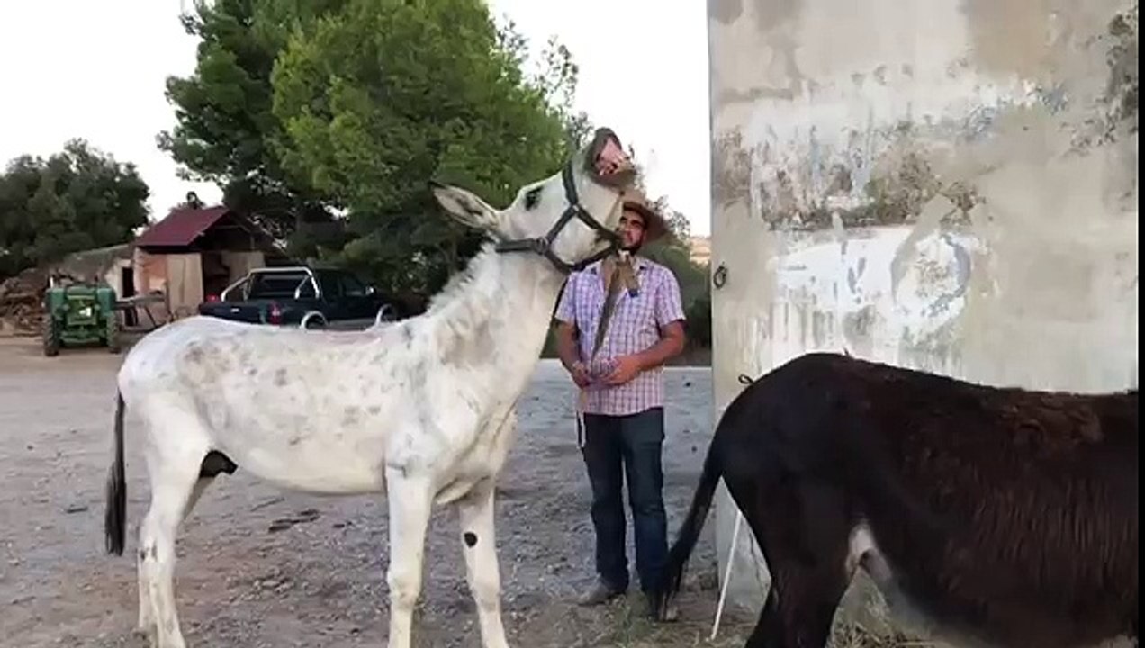 Burro y burra