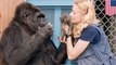 Koko the gorilla famed for using sign language, dies - TomoNews