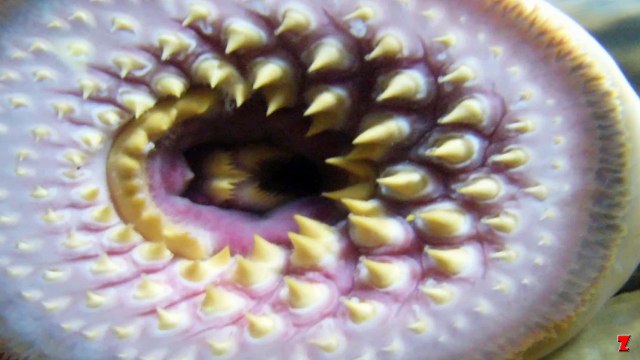 Bu Tedavi Yöntemi Her Derde Deva