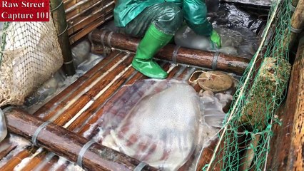 GIANT JELLYFISH Catch and Cook - Vietnam Street Food - Vietnam Seafood