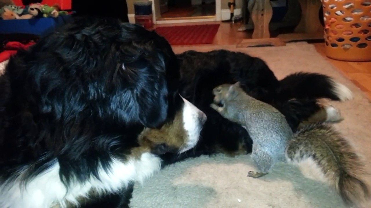 Squirrel hides nuts in a Bernese Mountain dog's fur