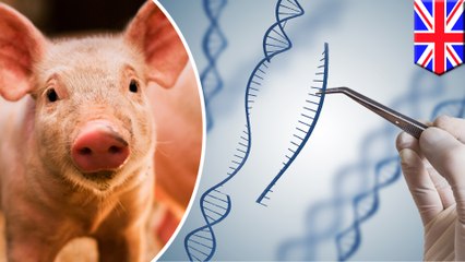 Gene-edited pigs immune to deadly virus