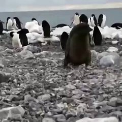 룰렛추천사이트 【 FAFA82。CoM 】 온라인다이사이하는곳