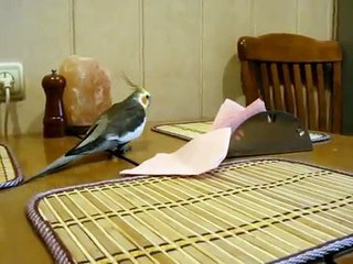 Корелла говорит и поет