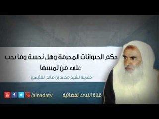 حكم الحيوانات المحرمة وهل نجسة وما يجب على من لمسها