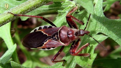 9 Animals To Avoid — If You Want To LIVE!