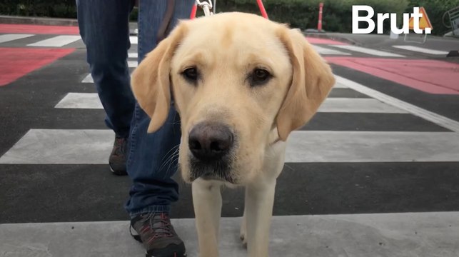Formation de chiens guides d'aveugles