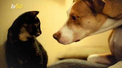 This Is How To Have A Pet Friendly 4th of July