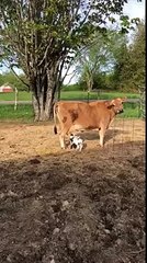 Des chevreaux boivent le lait d'une vache