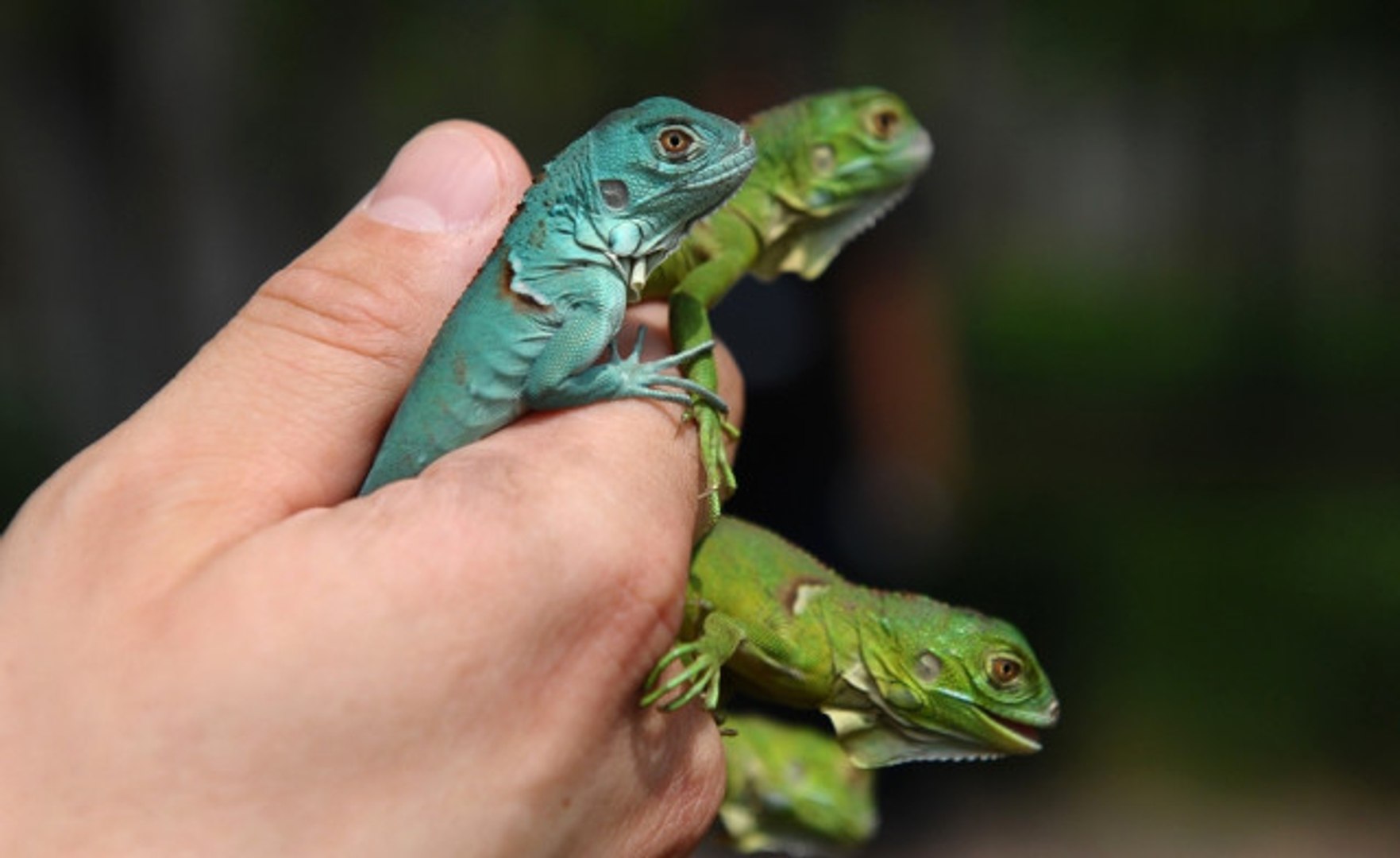 ⁣İguana Yavruları İlgi Odağı Oldu