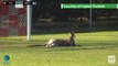 Kangaroo stops play - the most Australian thing you'll ever see