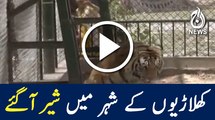 Watch Video: 6 new tigers arrived in Peshawar Zoo