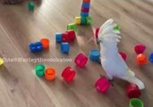 Cockatoo Catches Sight of Helpless Tower Block; Destruction Ensues