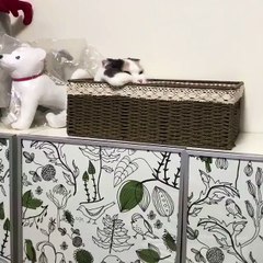 My cat so lazy sitting in the box like princess