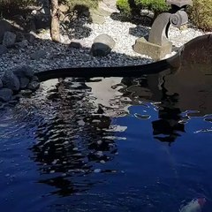 sleeping cat on the coach like a boss