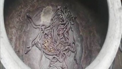 Bizarre: Odisha के Bhadrak में घर से मिले 140 Cobra Snake, Watch Video | वनइंडिया हिंदी