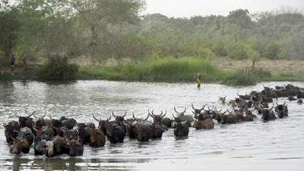 Les vaccinations de bétail reprennent au Cameroun [No Comment]