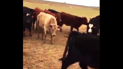 Des vaches intimidés par une oie courageuse !