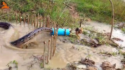 Voici comment capturer un python avec une jeune poule vivante  en appât