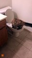 Pee-line Caught in Act as Cat Filmed Using Toilet