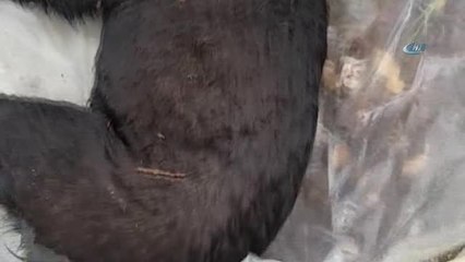 Hayvanlara Yapılan Eziyetin Altında Yatan Nedenlere Dikkat