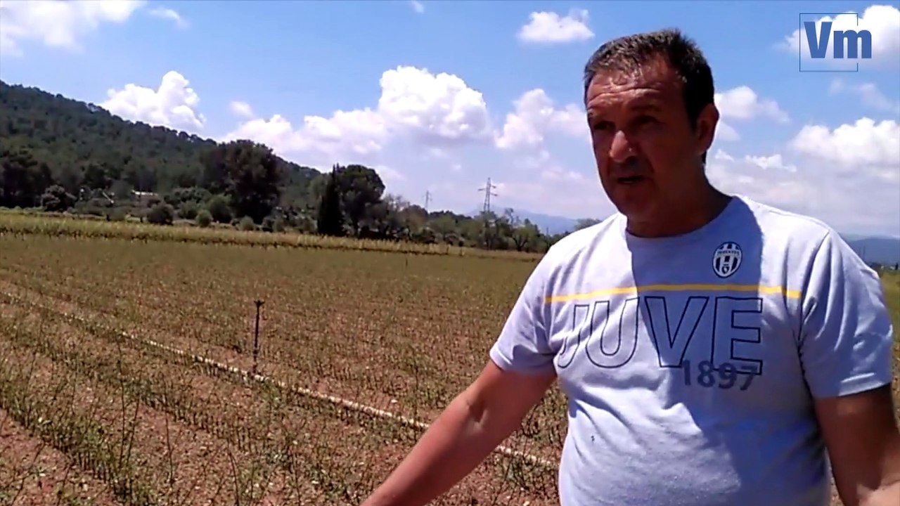 Grêle dans le Var: "80 à 90% de ma récolte détruite par la grêle" témoigne un horticulteur