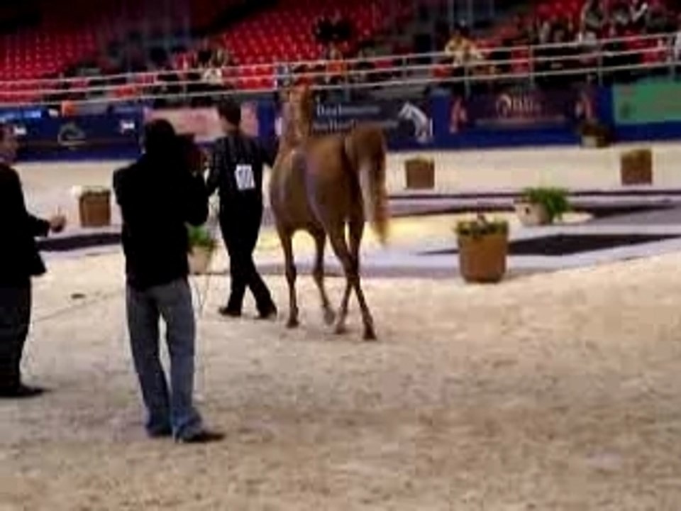 Salon du cheval