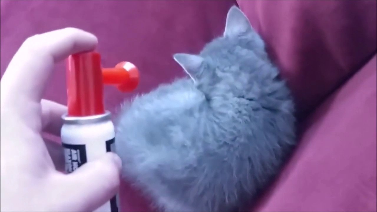 Cet enfoiré reveille son chaton avec une corne de brume... Cruel