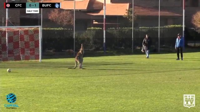 Insolite - Un kangourou arrête un match en Australie