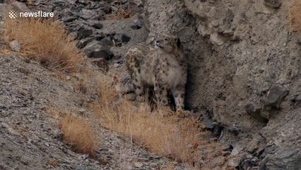 Curious Snow Leopard stares into camera in North India