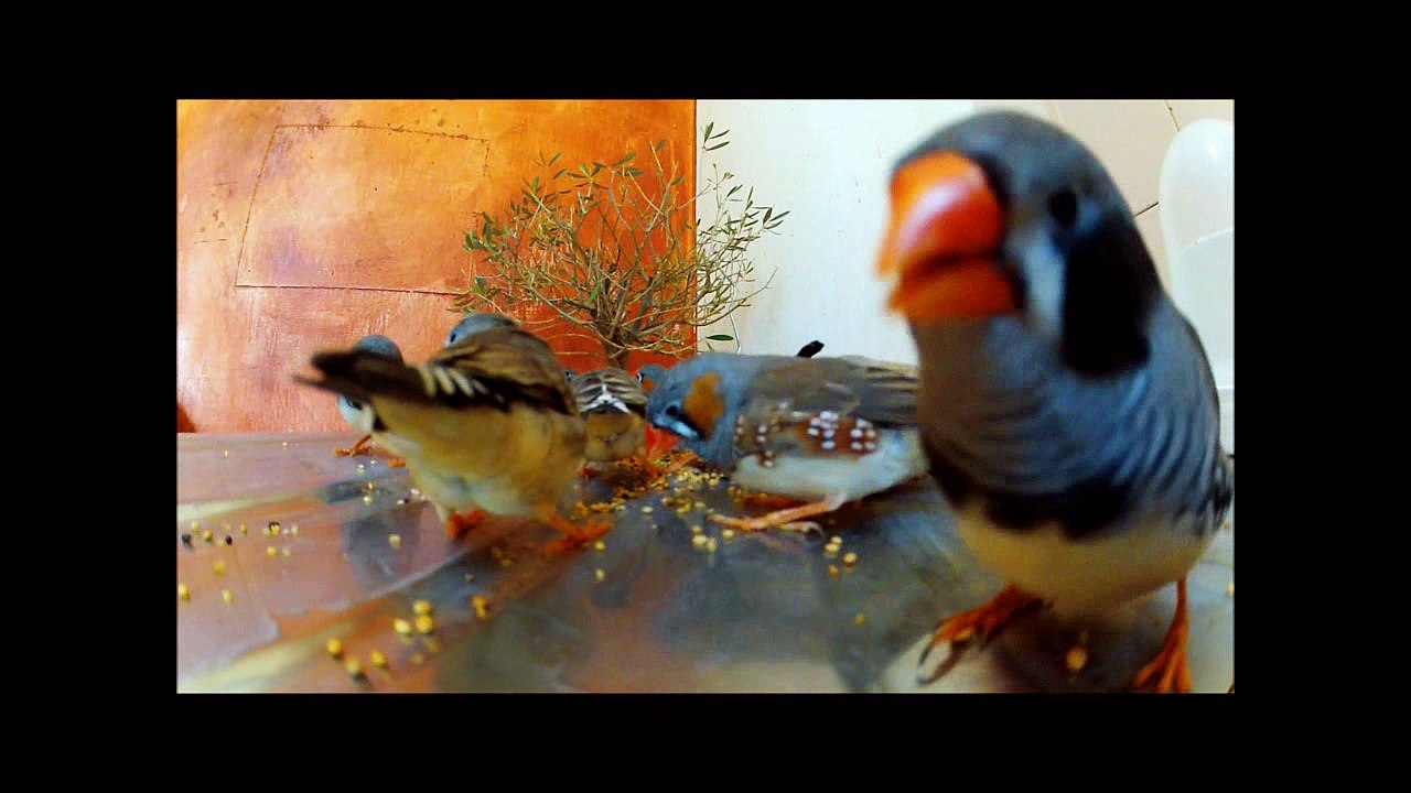 Diamant mandarin