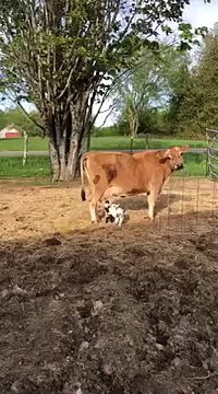 Des bébés chèvres boivent le lait d'une vache