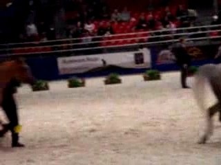 Salon du cheval (pur sang arabe)