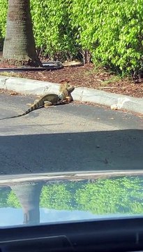 Iguanas Fight Outside Florida Starbucks